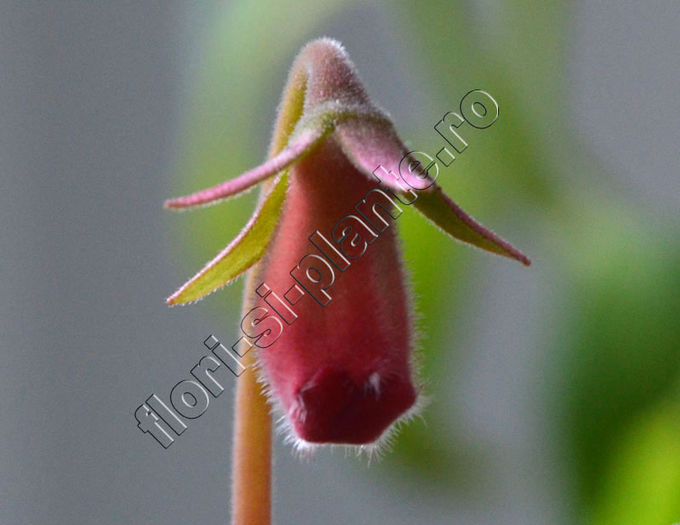 Sinningia Lucis ??? - GLOXINIA_SINNINGIA - Hibrizii mei -My hybrids