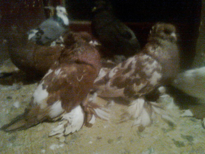 Picture 410 - urias si incaltati cu mot