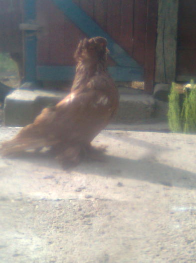 Picture 388 - urias si incaltati cu mot