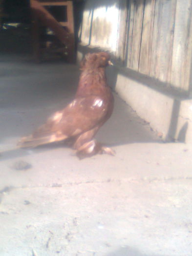 Picture 389 - urias si incaltati cu mot