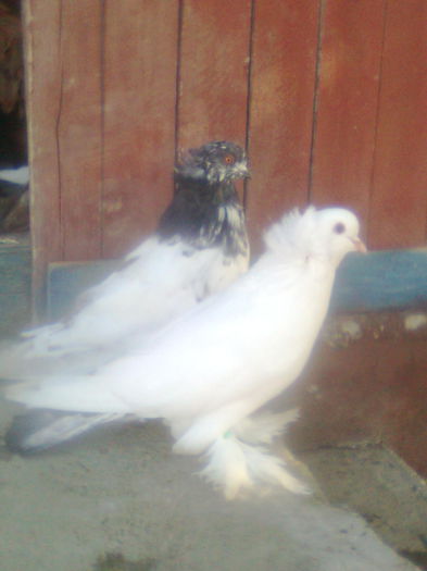 Picture 397 - urias si incaltati cu mot