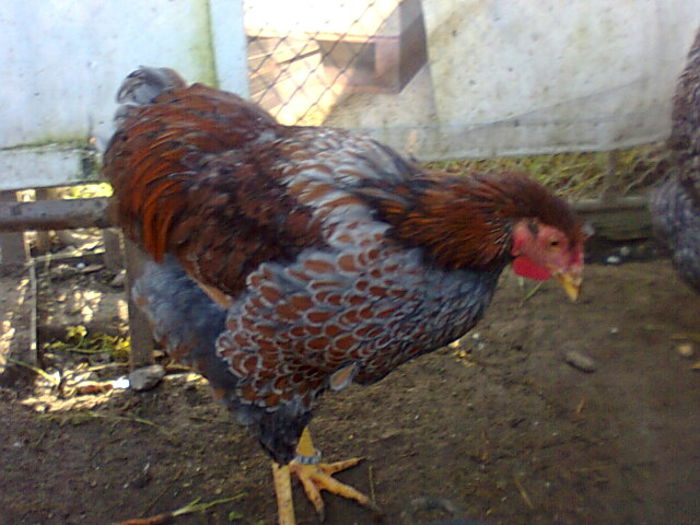 Fotografie2554 - PUI-TINERET 2014