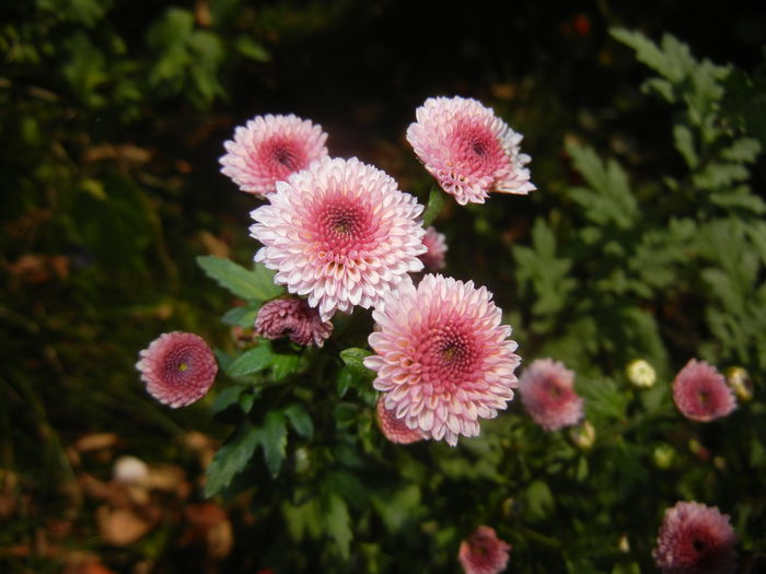 Chrysanth Bellissima (2014, Oct.19)