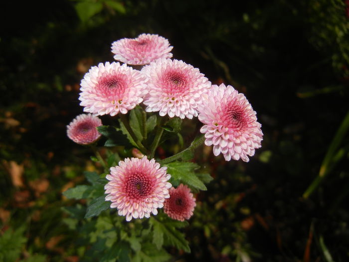 Chrysanth Bellissima (2014, Oct.19)