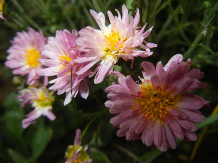 Pink & Yellow Chrysanths (2014, Oct.17) - Pink Yellow Chrysanthemum