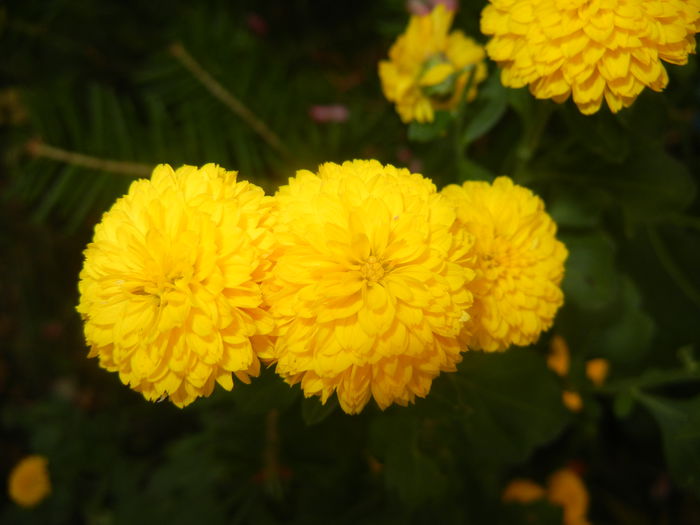 Yellow Chrysanthemum (2014, Oct.17)