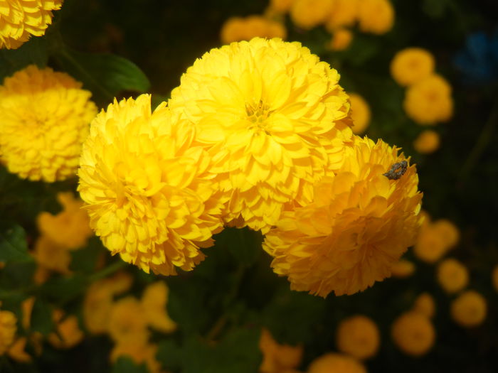 Yellow Chrysanthemum (2014, Oct.17)