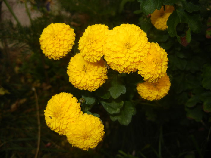 Yellow Chrysanthemum (2014, Oct.17)