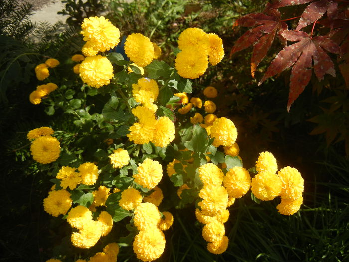 Yellow Chrysanthemum (2014, Oct.19) - Yellow Chrysanthemum