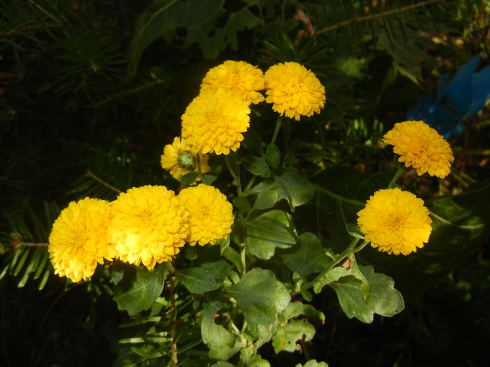 Yellow Chrysanthemum (2014, Oct.19)