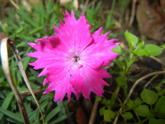 Dianthus Kahori (2014, October 17)