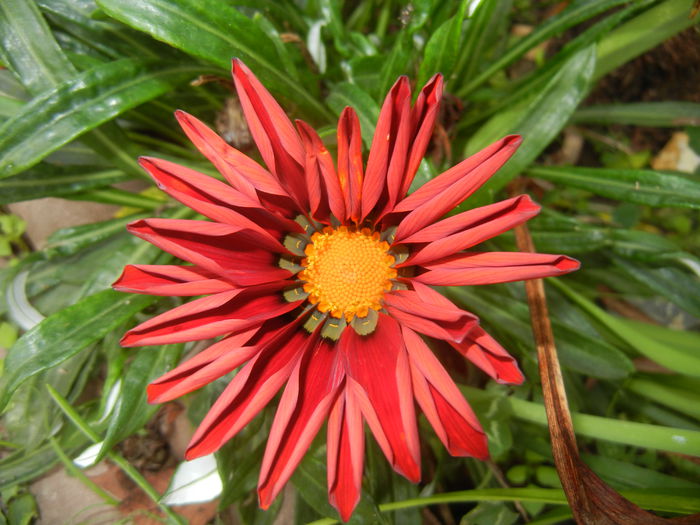 Gazania_Treasure Flower (2014, Oct.17)