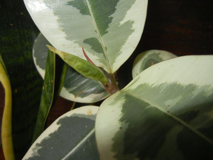 Ficus elastica Tineke (2014, Sep.15)