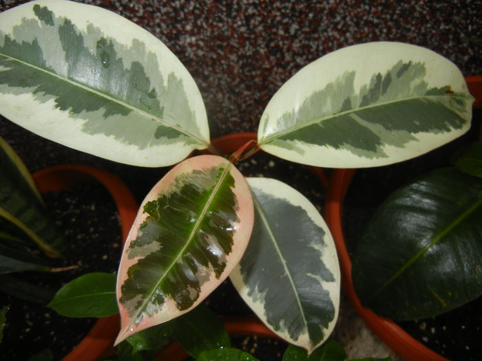 Ficus elastica Tineke (2014, Oct.02)