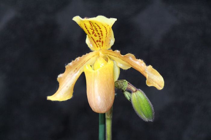 image - Paphiopedilum