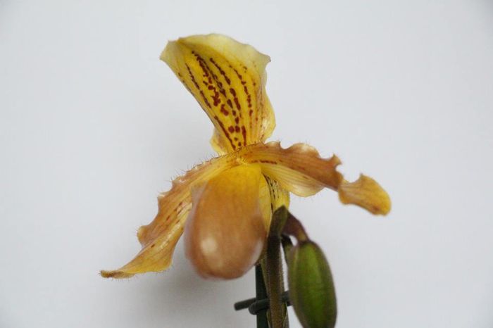 image - Paphiopedilum