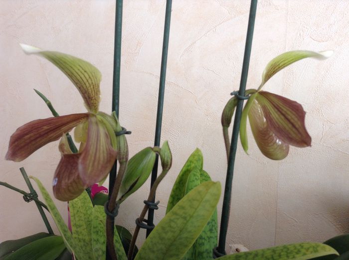 image - Paphiopedilum