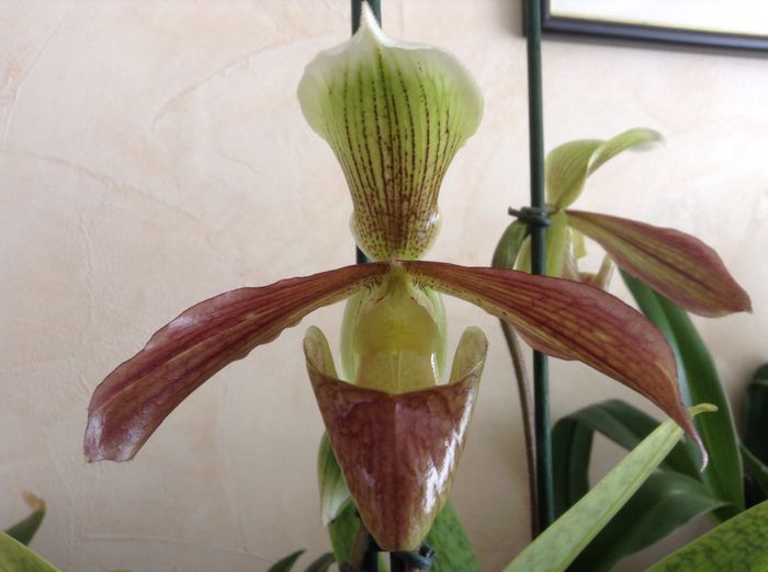 image - Paphiopedilum