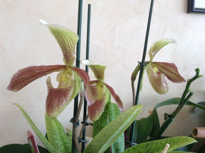 image - Paphiopedilum