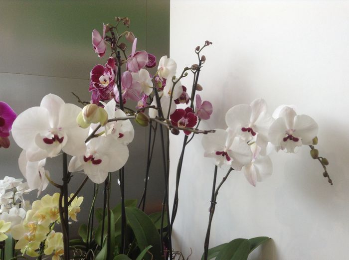 image - Sera orhidee Phalaenopsis