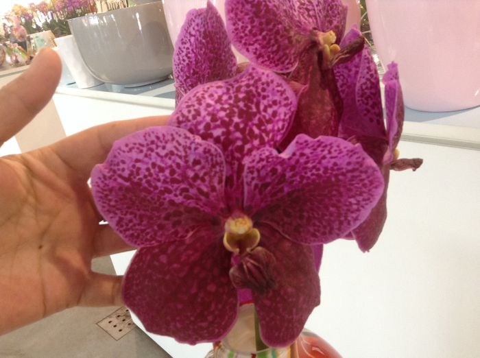 image - Sera orhidee Phalaenopsis