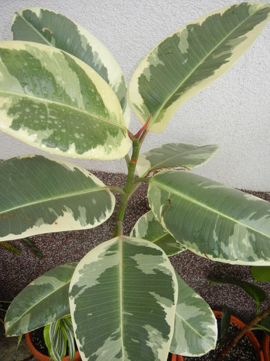 Ficus elastica Tineke (2014, Oct.02)