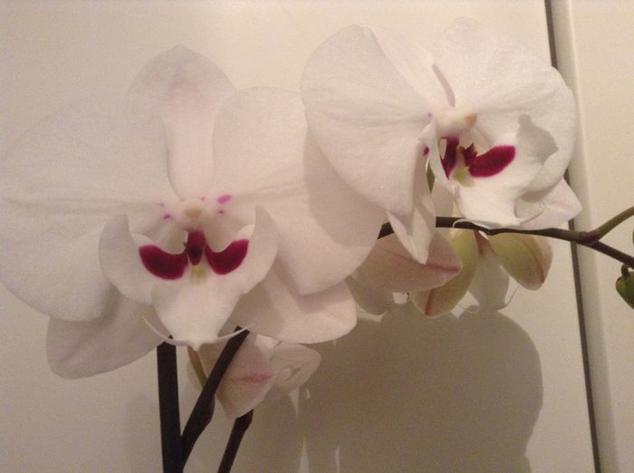 image - Phalaenopsis si Doritaenopsis