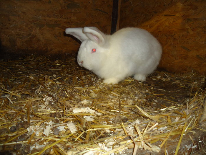 FEM NEO FEBR-vandut - Z poze aprilie 2015