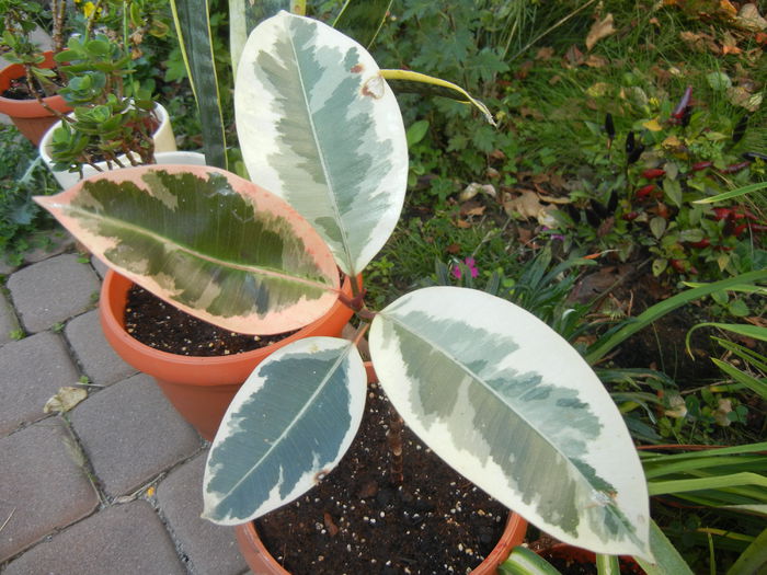 Ficus elastica Tineke (2014, Oct.19)