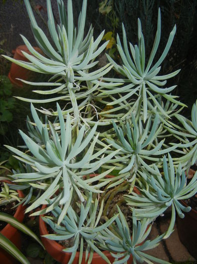 Senecio Kilimanjaro (2014, Oct.19) - Senecio Kilimanjaro