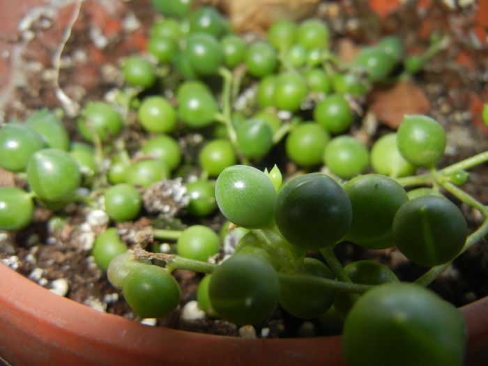 Senecio rowleyanus (2014, Oct.19)