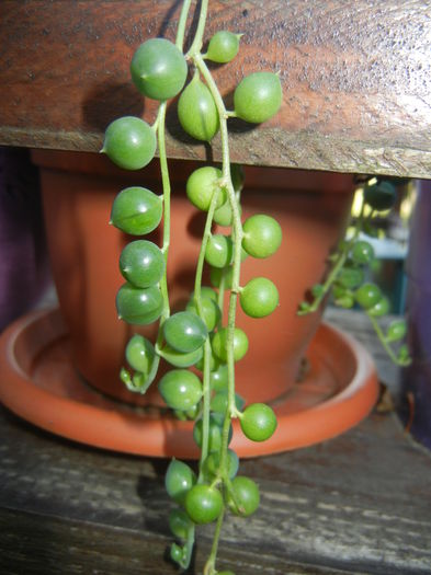 Senecio rowleyanus (2014, Oct.19) - Senecio rowleyanus