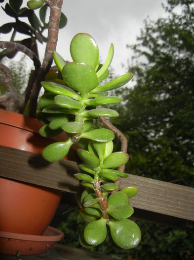 Crassula ovata (2012, October 02) - Crassula ovata_Jade Plant