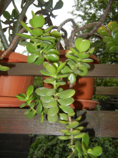 Crassula ovata (2012, October 02) - Crassula ovata_Jade Plant