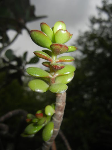 Crassula ovata (2012, October 02)