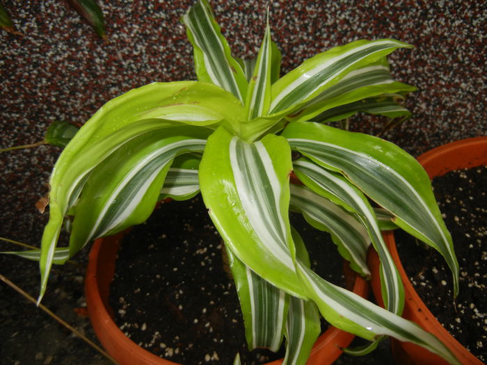 Dracaena Lemon Lime (2014, Oct.02)