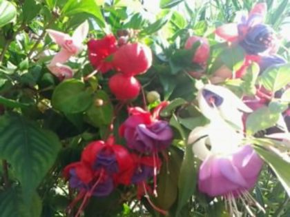 Fotografie3314 - Fuchsia si alte flori