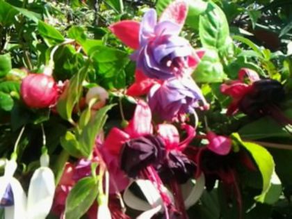 lăstari de fuchsii(amestec de culori) - Fuchsia si alte flori