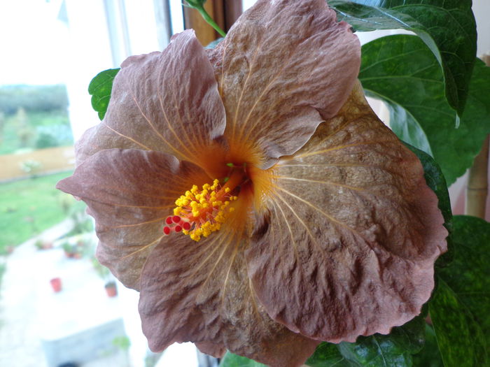 DSC04184 - HIBISCUS TOPAZ GLORY