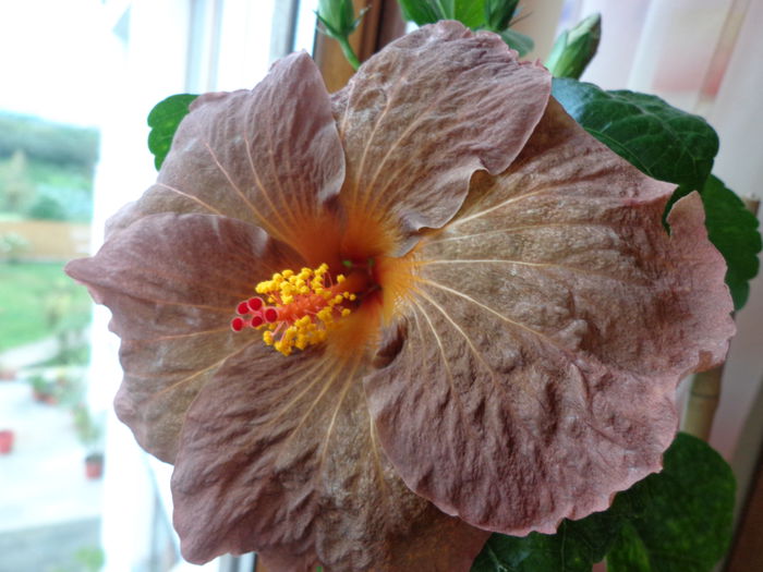 DSC04188 - HIBISCUS TOPAZ GLORY