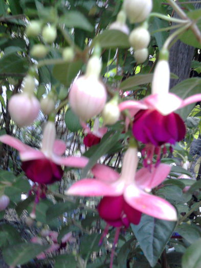 Fotografia3310 - Fuchsia si alte flori