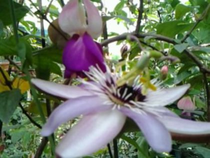 Fotografie3259 - alte flori 2