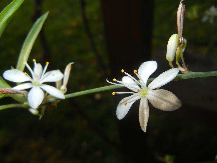 Green Spider Plant (2014, Sep.13)