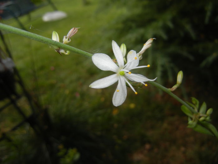 Green Spider Plant (2014, Sep.15) - Spider plant Green