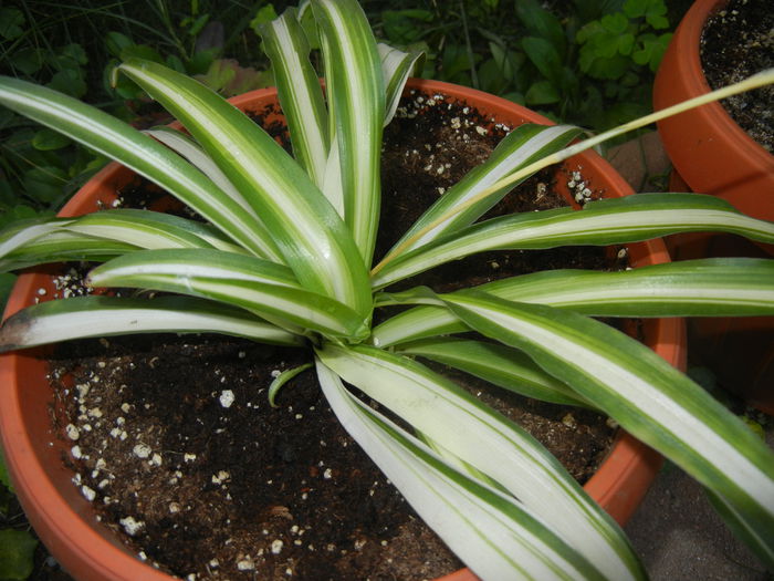 Variegated Spider Plant (2014, Oct.19) - Spider plant Variegated