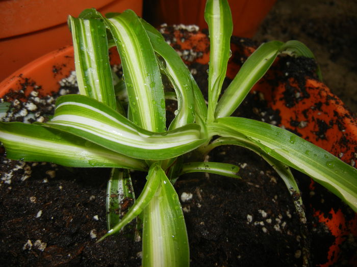 Curly-leaved Spider Plant (2014, Oct.02) - Spider plant Curly