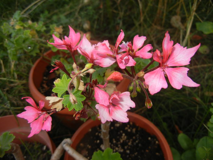 Pink Stellar Geranium (2014, Sep.21)