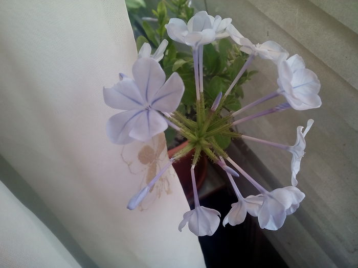 plumbago