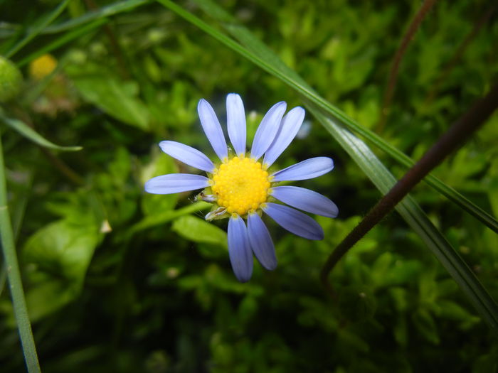 Felicia amelloides (2014, May 18)