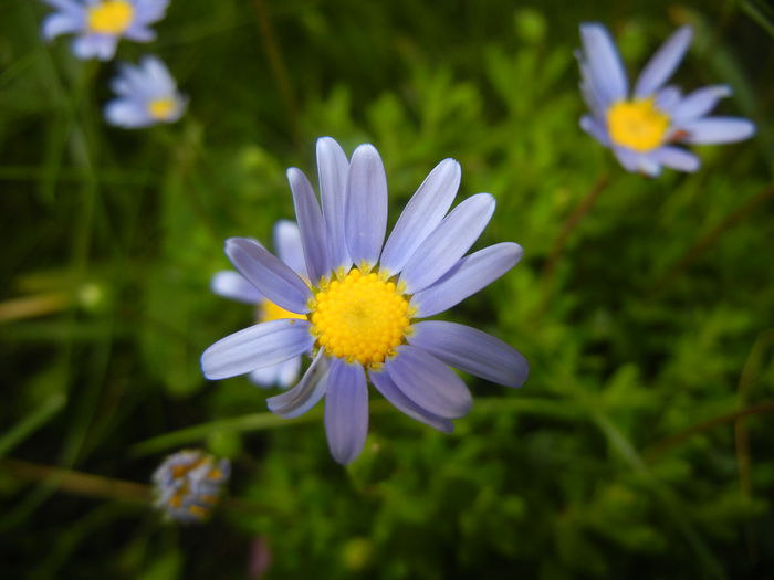 Felicia amelloides (2014, May 21) - FELICIA Amelloides